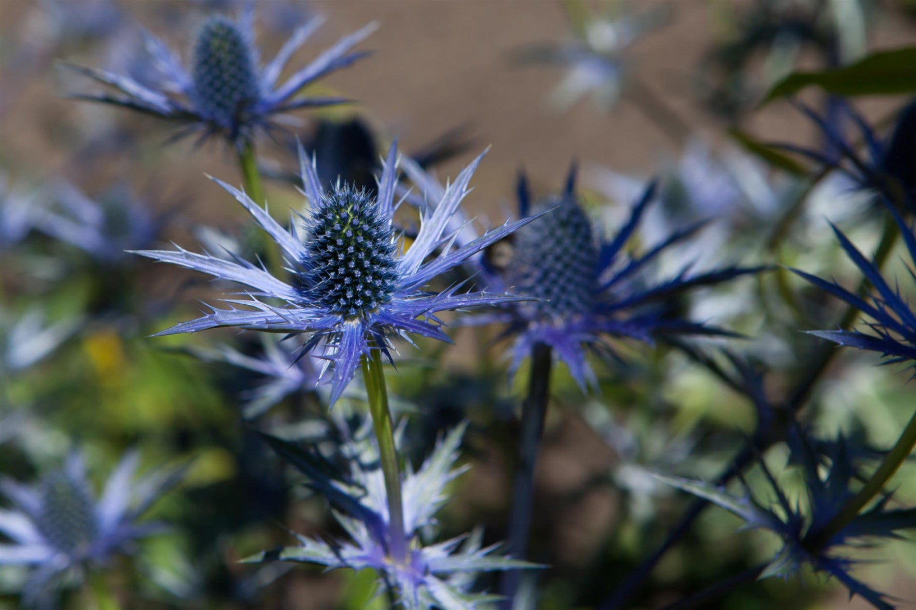 Eryngium bourgatii (Spanischer Mannstreu)