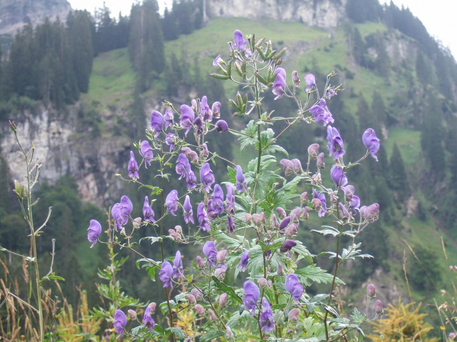 Aconitum napellus (Gewöhnlicher Eisenhut)
