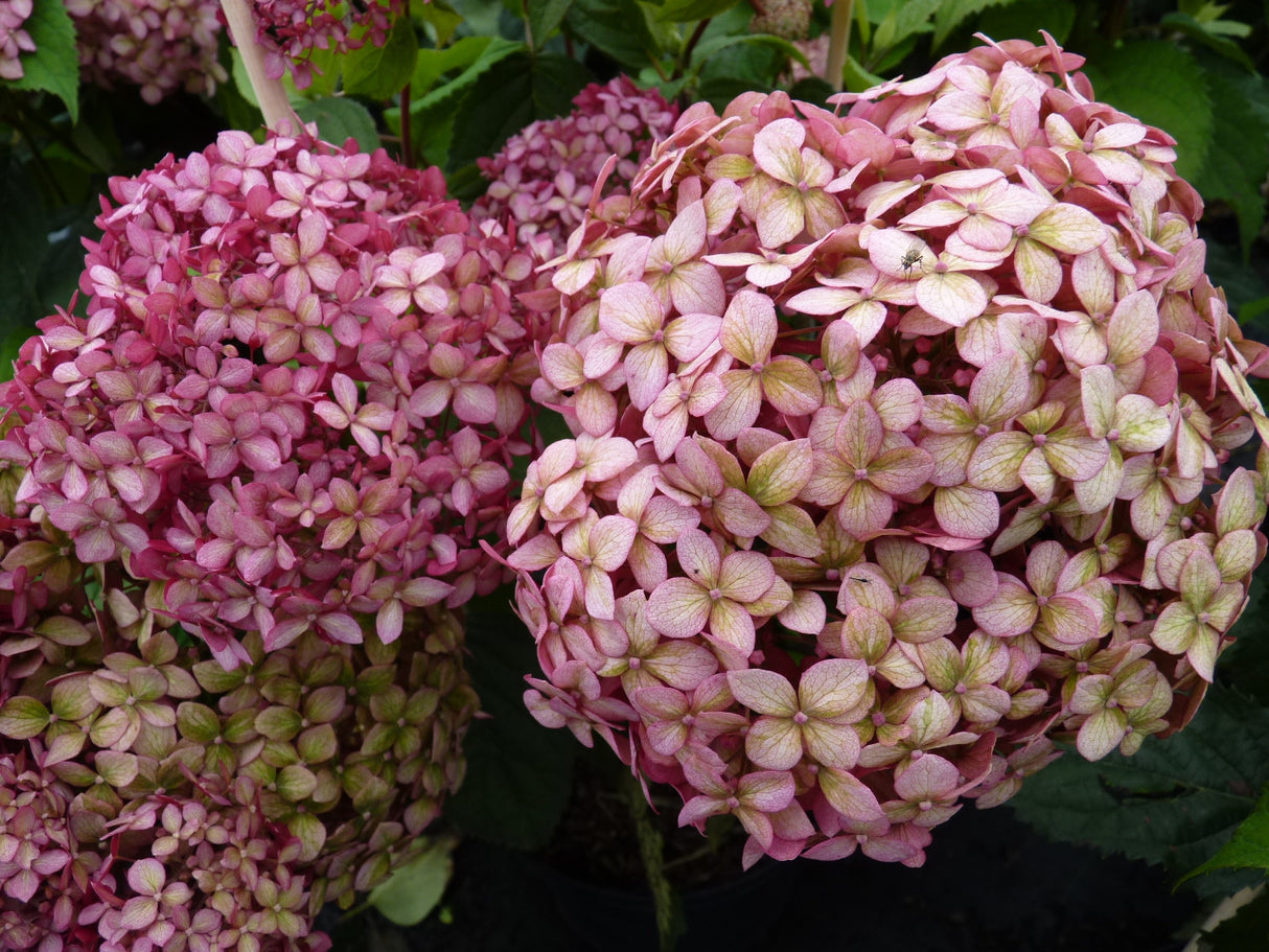 Hydrangea arbor. 'Pink Annabelle'; winterhart;;günstig mit Qualität