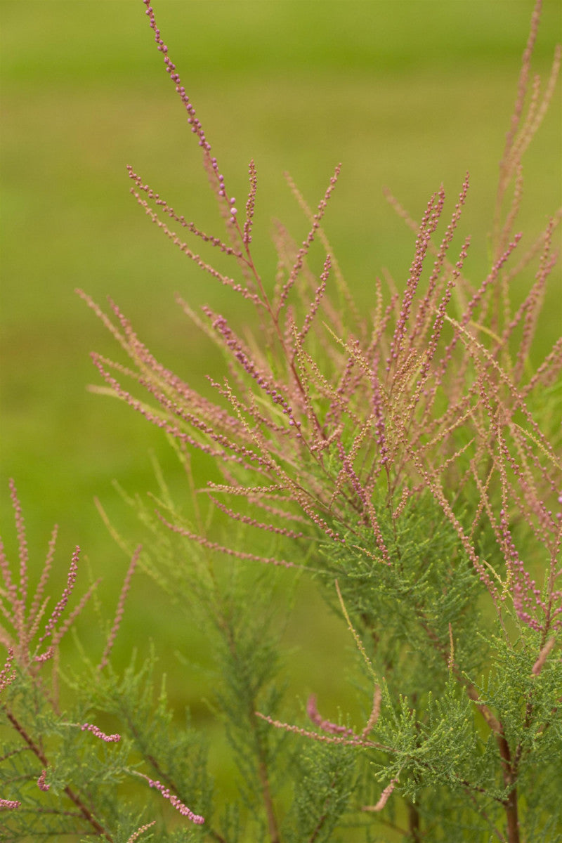 Tamarix ramosissima 'Sapho' (Sommertamariske 'Sapho')