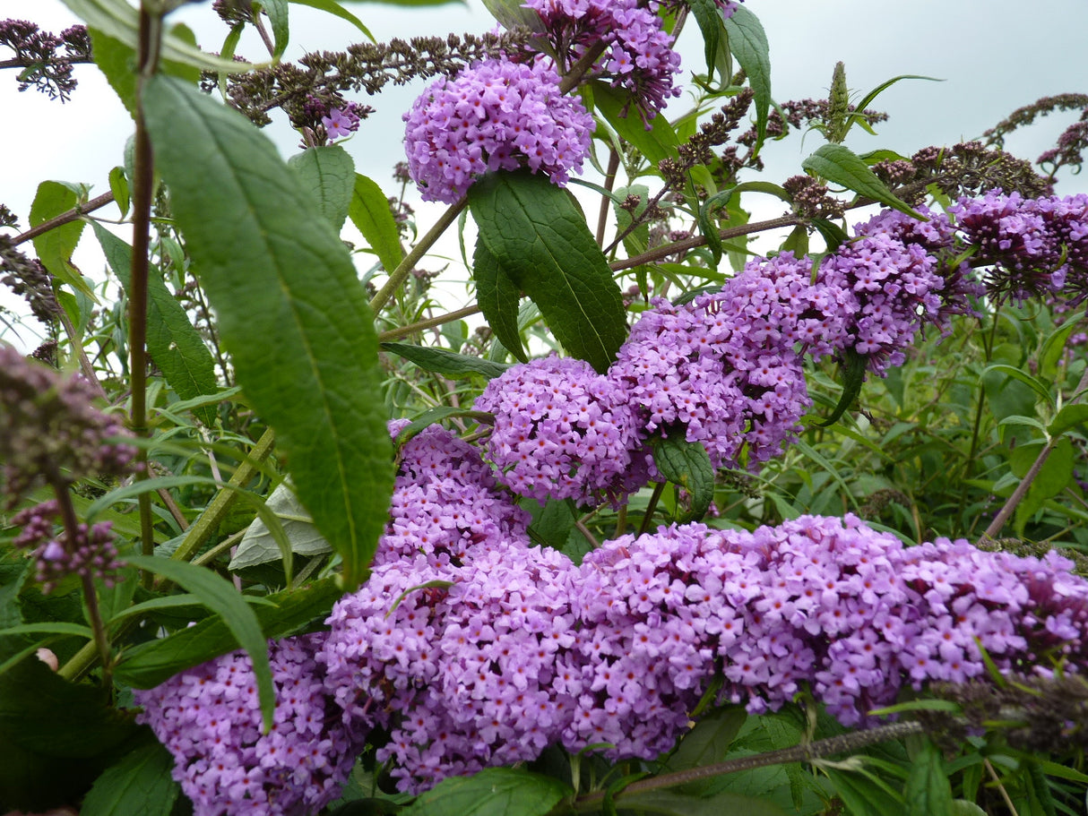 Sommerflieder 'Purple Prince'; schnellwüchsig; erhältlich von 60-100 bis 125-150 cm;;hier kaufen