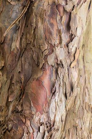 Gewöhnlicher Ahorn; Rinde; gut schnittverträglich; Einsatzmöglichkeit z.B. : Gehölzstreifen;;mit zeitnaher Lieferung
