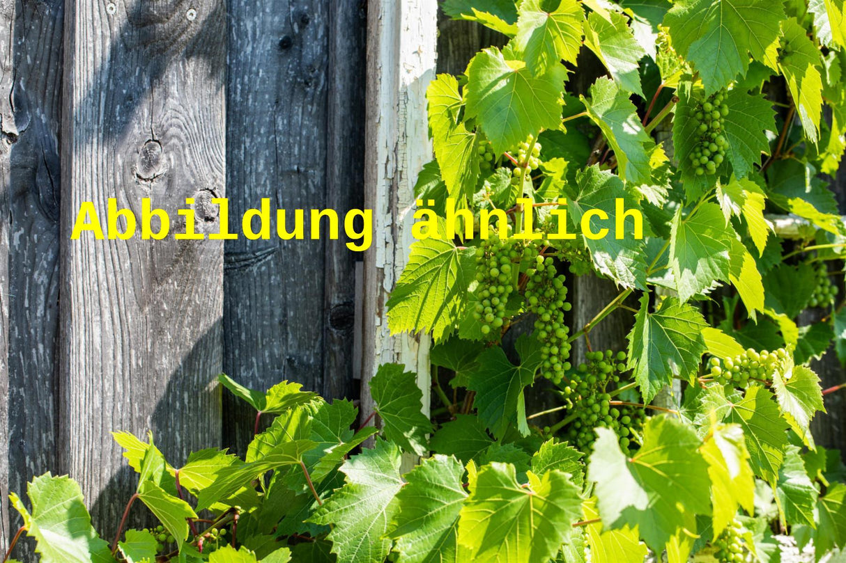 Genaues Foto für Vitis 'Gelbe Seidentraube' folgt; dieses ähnliche Bild dient der Illustration von Tafeltraube 'Gelbe Seidentraube'