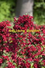 Genaues Foto für Weigela 'Newport Red' folgt; dieses ähnliche Bild dient der Illustration von Weigelie 'Newport Red'