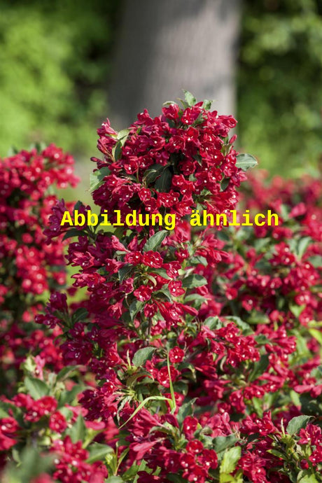 Genaues Foto für Weigela 'Newport Red' folgt; dieses ähnliche Bild dient der Illustration von Weigelie 'Newport Red'