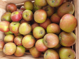 Malus 'Holsteiner Cox'; mit Früchten/Fruchtbehang; aromatische Äpfel; Einsatzmöglichkeit z.B. : Streuobstwiese; erhältlich mit Stammumfang von ab 6 bis 20-25 cm;;günstig mit Qualität