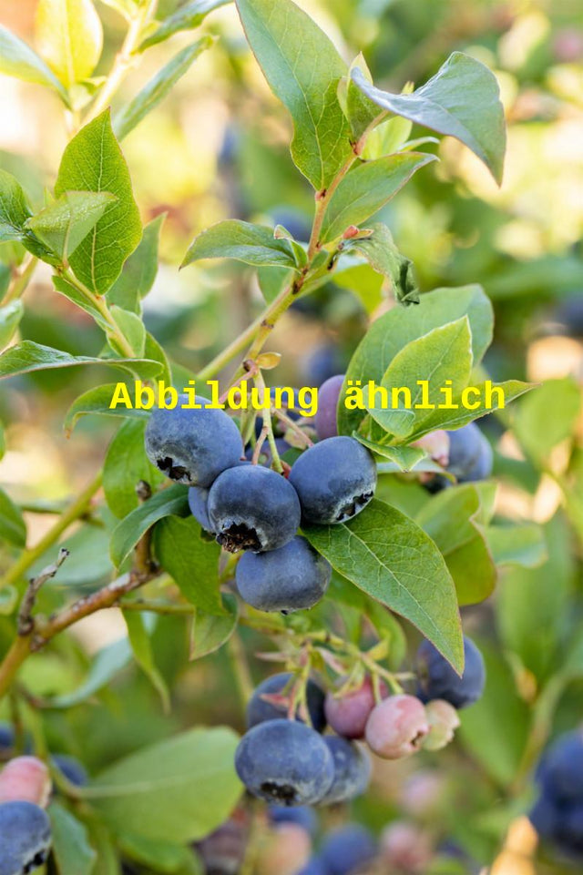 Genaues Foto für Vaccinium corymb. 'Heikijo' folgt; dieses ähnliche Bild dient der Illustration von Heidelbeere 'Heikijo'