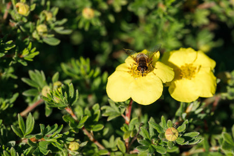 Fingerstrauch 'Kobold'; hier mit Blüte; pflegeleicht; Einsatzmöglichkeit z.B. : Rabatte; erhältlich von 20-30 bis 40-60 cm;;hier kaufen