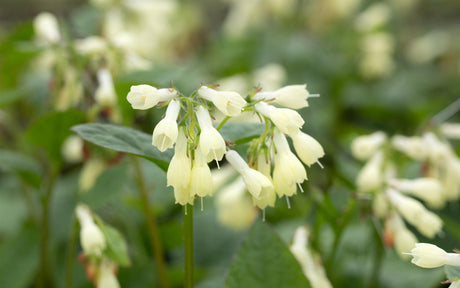 Kleiner Kaukasus-Beinwell; hier mit Blüte; bienenfreundlich; Einsatzmöglichkeit z.B. : Steingärten;;hier kaufen