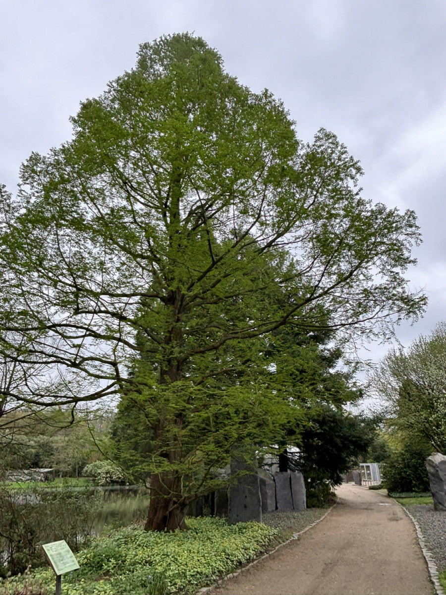 Metasequoia glyptostroboides; in Einzelansicht; dekorative Rinde; Einsatzmöglichkeit z.B. : Solitärbaum;;Pflanzen vom Profi