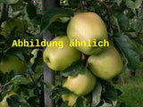 Genaues Foto für Malus 'Weißer Winterglockenapfel' folgt; dieses ähnliche Bild dient der Illustration von Apfel 'Weißer Winterglockenapfel' mittel