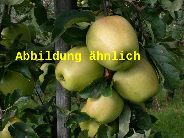 Genaues Foto für Malus 'Weißer Winterglockenapfel' folgt; dieses ähnliche Bild dient der Illustration von Apfel 'Weißer Winterglockenapfel' mittel