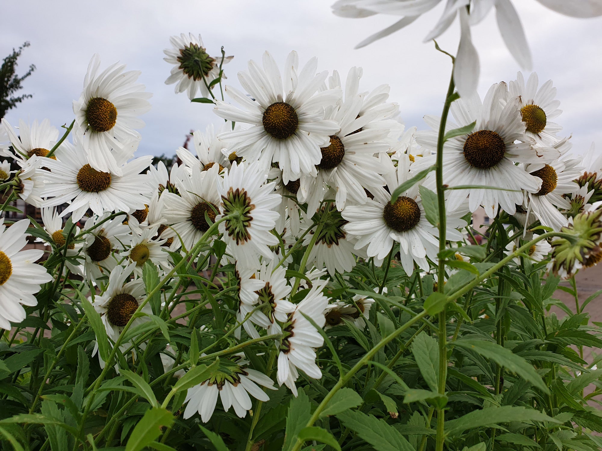 Leucanthemella serotina (Herbstmargerite)