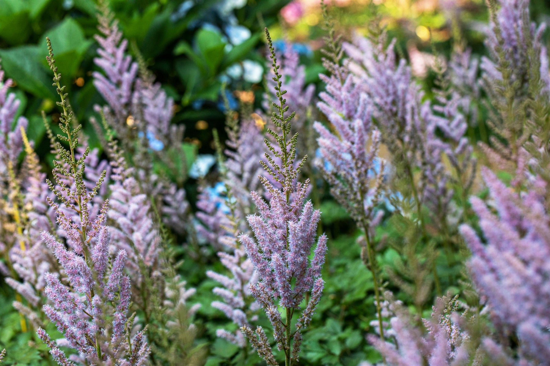 Astilbe chinensis var. pumila, gen. (Teppichspiere)