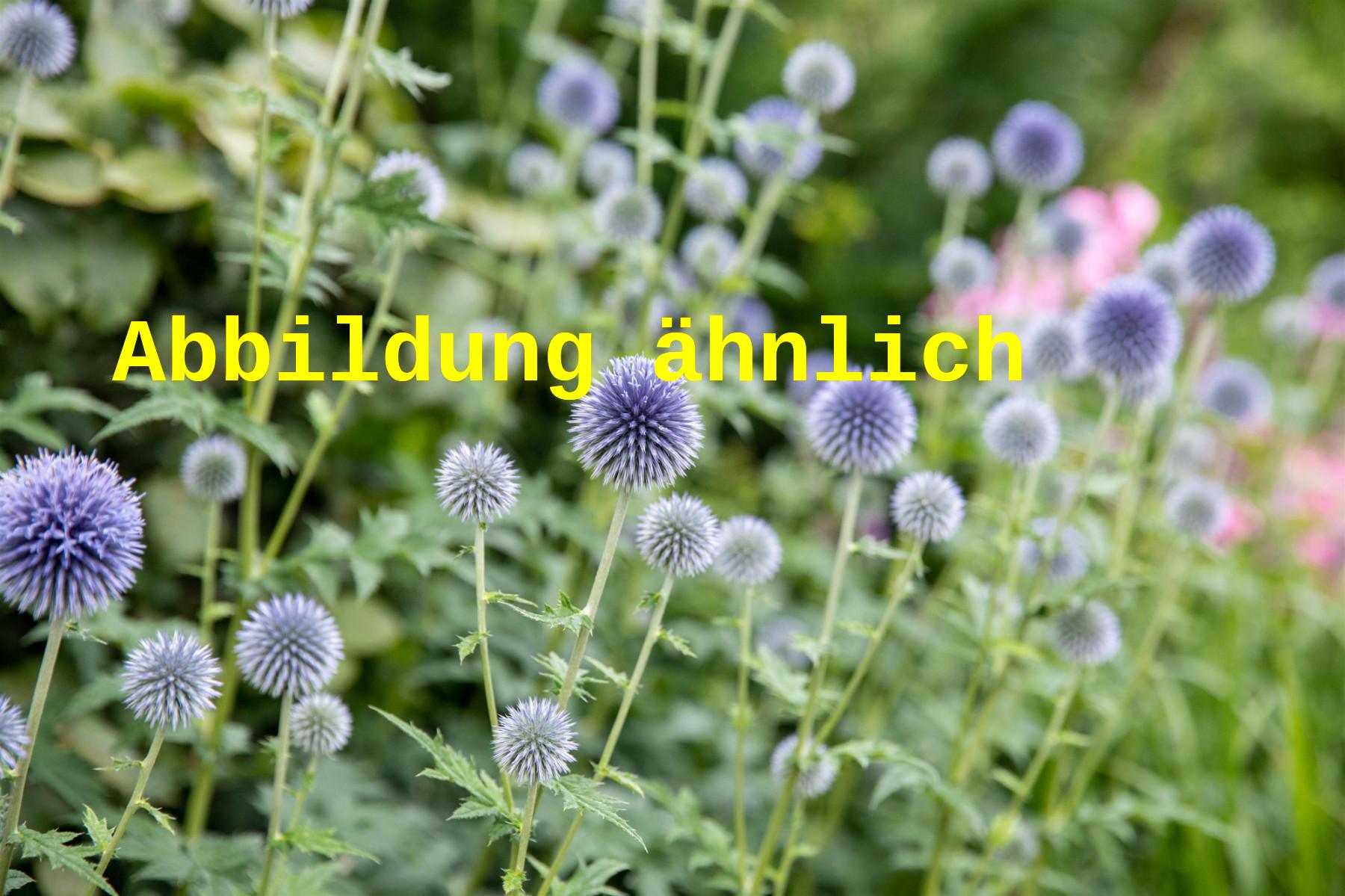 Echinops banaticus 'Blue Ball' (Garten-Kugeldistel)