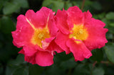 Je nach Variante (siehe Beschreibung) werden entsprechende Pflanzen geliefert, jahreszeitbedingt sehen Pflanzen unterschiedlich aus.