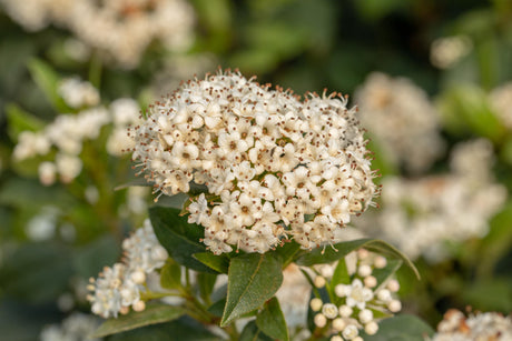 Pragense Schneeball; hier mit Blüte; attraktive Früchte; Einsatzmöglichkeit z.B. : Ziergehölz;;günstig mit Qualität