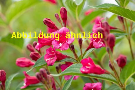 Genaues Foto für Weigela 'Eva Supreme' folgt; dieses ähnliche Bild dient der Illustration von Weigelie 'Eva Supreme'