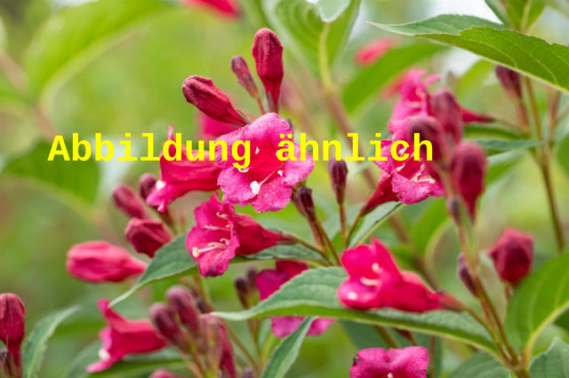 Genaues Foto für Weigela 'Evita' folgt; dieses ähnliche Bild dient der Illustration von Weigelie 'Evita'