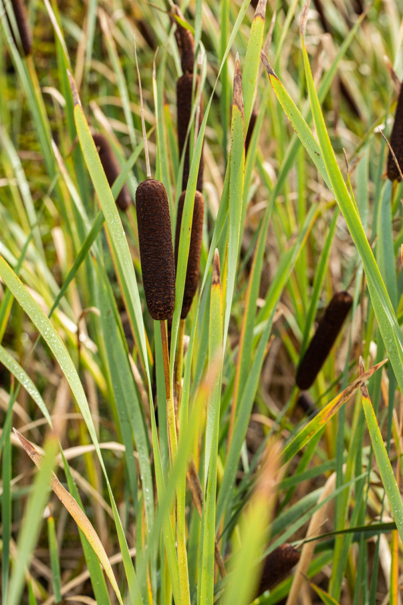 Typha latifolia (Breitblättriger Rohrkolben)