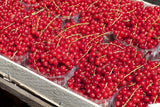 Johannisbeere 'Heinemanns Rote Spätlese'; mit Früchten/Fruchtbehang; essbare Früchte; Einsatzmöglichkeit z.B. : Hecke; erhältlich von 3- bis 80-90 cm;;hier kaufen
