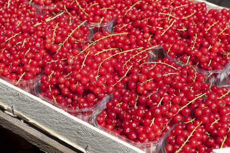 Johannisbeere 'Heinemanns Rote Spätlese'; mit Früchten/Fruchtbehang; essbare Früchte; Einsatzmöglichkeit z.B. : Hecke; erhältlich von 3- bis 80-90 cm;;hier kaufen