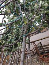 Apfel 'Goldrenette Fr. v. Berlepsch' mittel; vorbereitet für Versand; aromatisch; Einsatzmöglichkeit z.B. : Hausgarten; erhältlich von 150-200 bis 450-650 cm;;hier kaufen