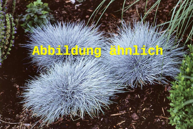 Genaues Foto für Festuca cinerea 'Elijah Blue' folgt; dieses ähnliche Bild dient der Illustration von Garten-Blau-Schwingel
