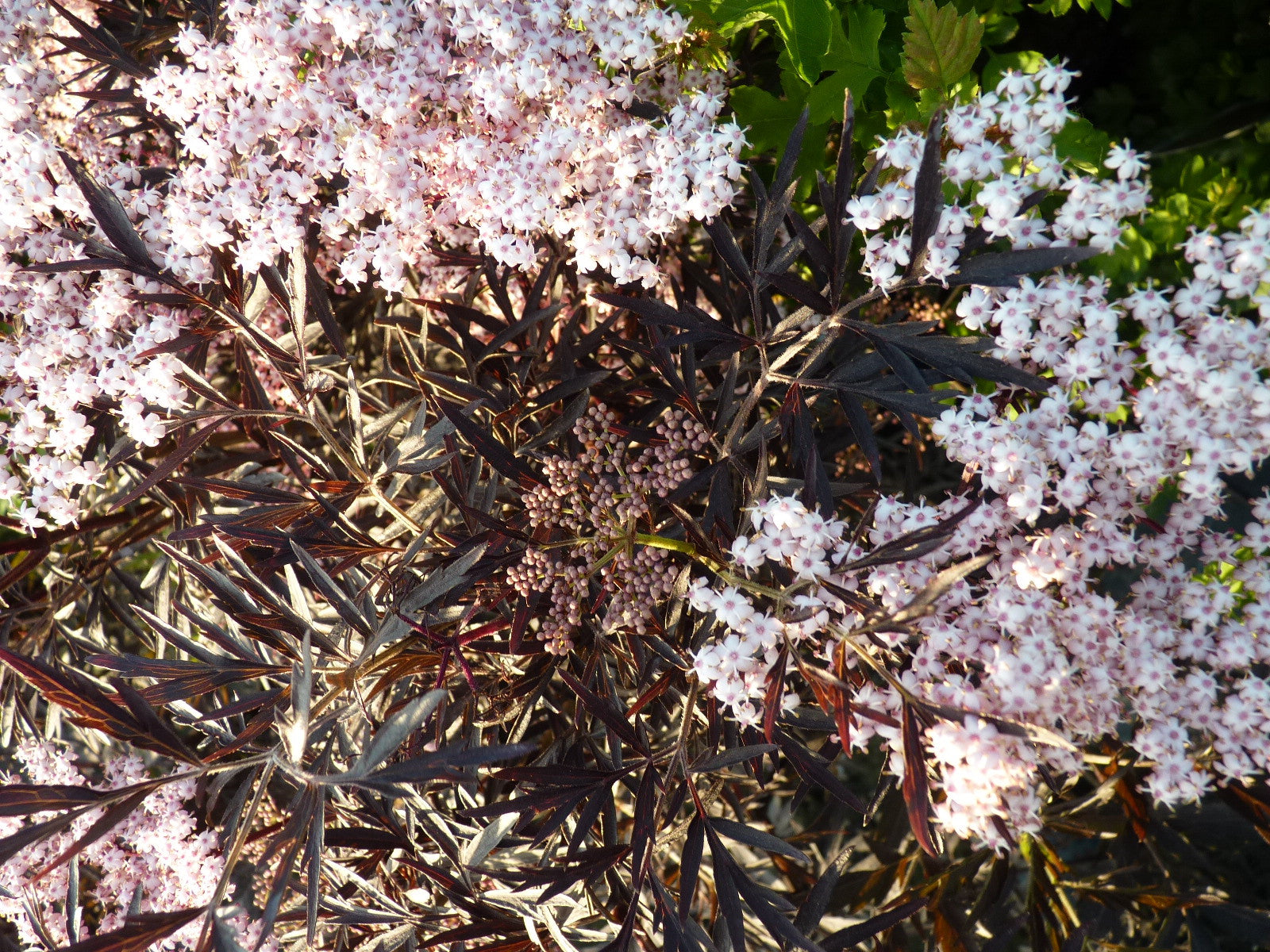 Sambucus nigra 'Black Lace' (Schwarzer Holunder 'Black Lace' -R--S-)