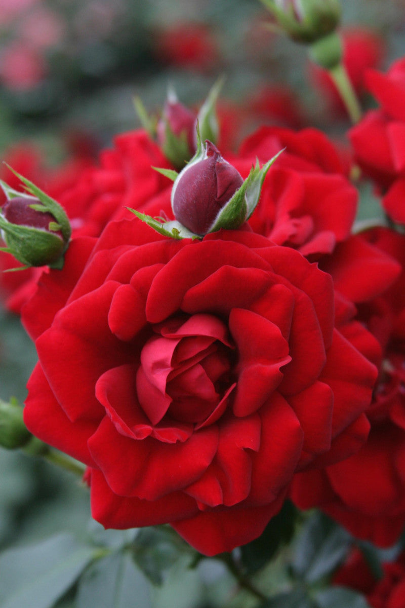 Rosa 'Amadeus' KL (Kletterrose 'Amadeus' -R-)