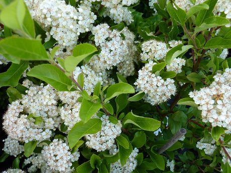 Pyracantha 'Orange Glow'; hier mit Blüte; industriefest und hart; Einsatzmöglichkeit z.B. : Hecke;;Pflanzen vom Profi