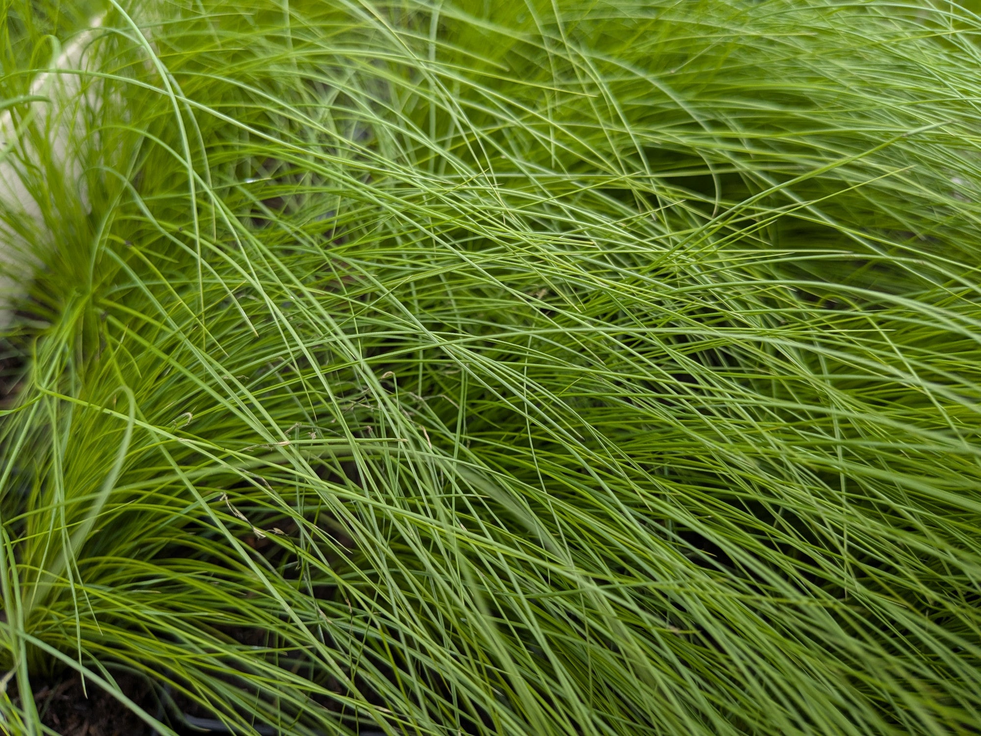 Stipa tenuissima (Zartes Federgras)