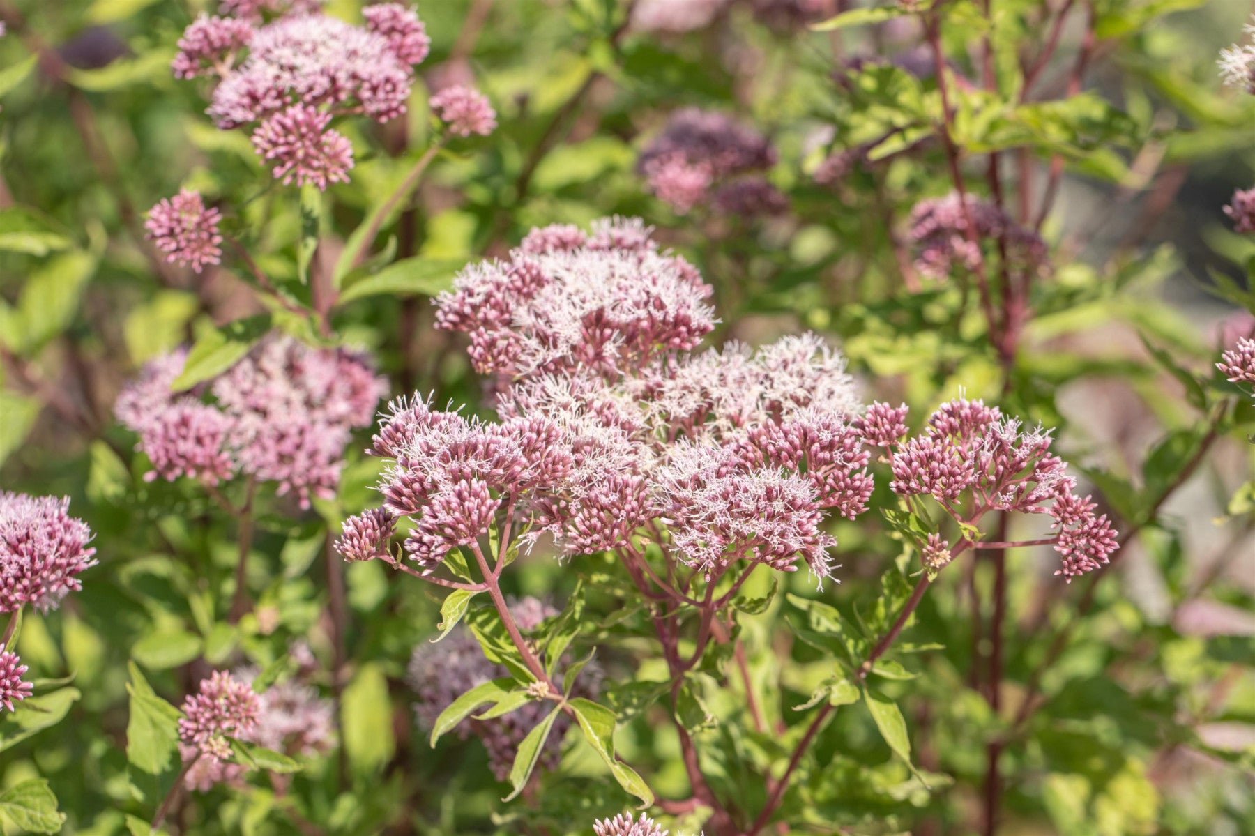 Eupatorium cannabinum (Gewöhnlicher Wasserdost)
