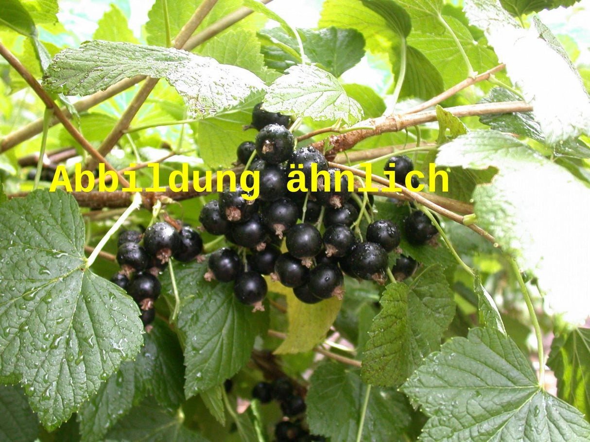 Genaues Foto für Ribes nigrum 'Lissil' folgt; dieses ähnliche Bild dient der Illustration von Johannisbeere 'Lissil'