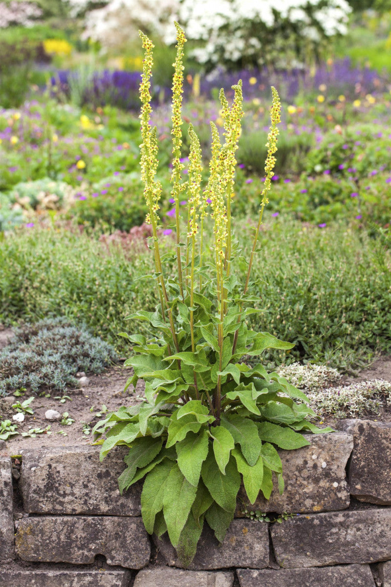 Verbascum nigrum (Schwarze Königskerze)