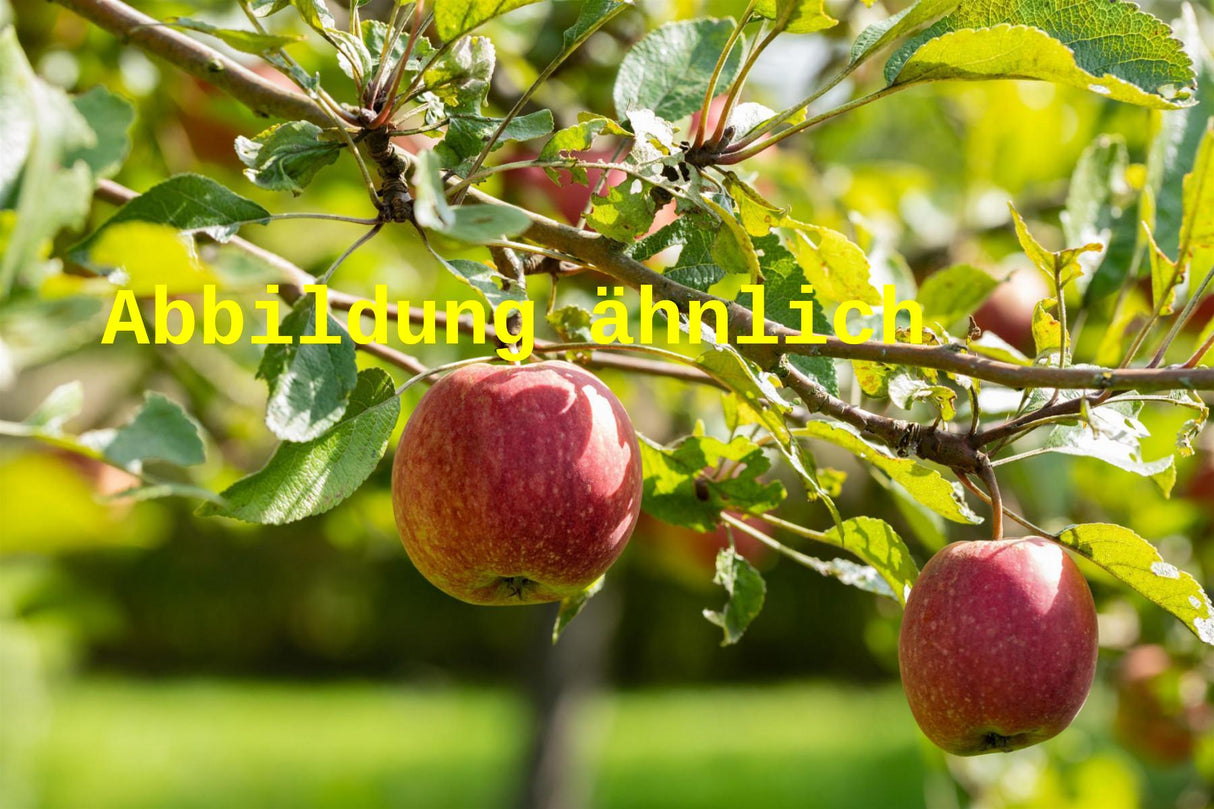 Genaues Foto für Malus 'Galaxy' folgt; dieses ähnliche Bild dient der Illustration von Apfel 'Galaxy'