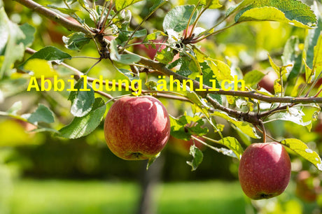 Genaues Foto für Malus 'Galaxy' folgt; dieses ähnliche Bild dient der Illustration von Apfel 'Galaxy'