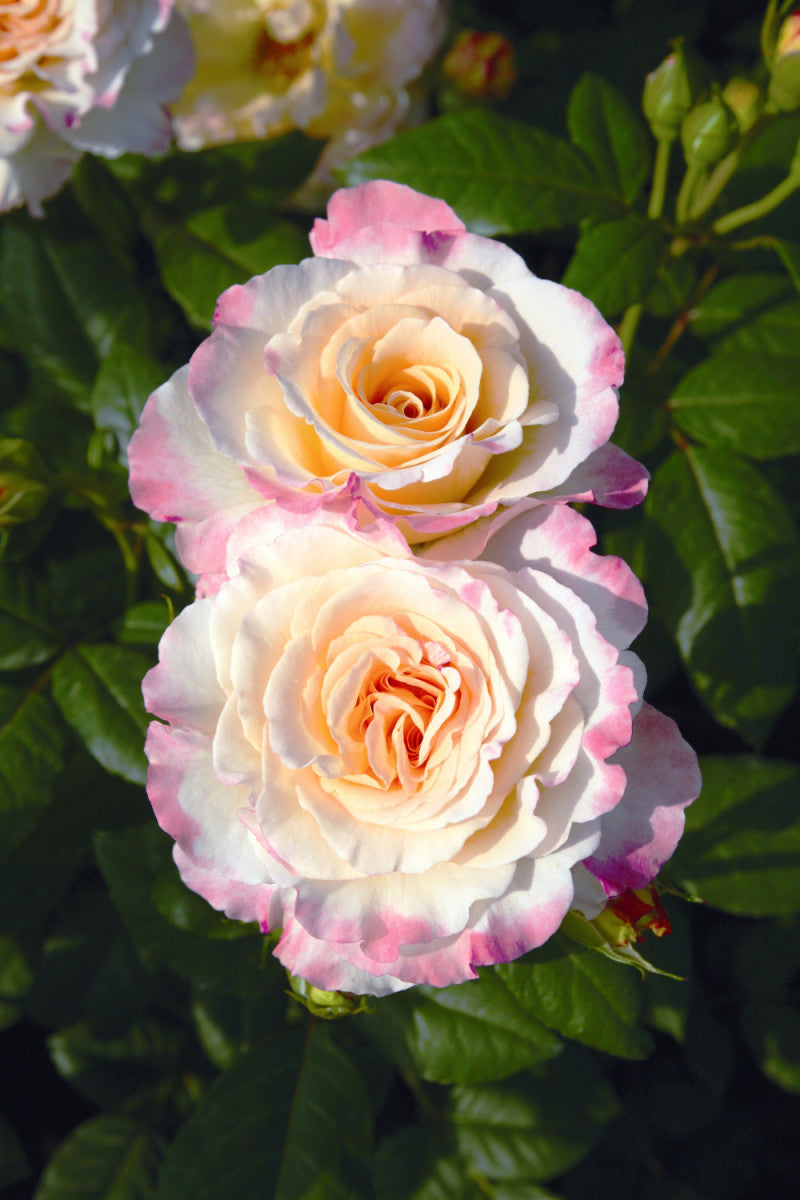 Rosa 'Aquarell' TH (Edelrose 'Aquarell')