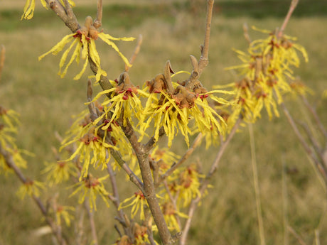 Chinesische Zaubernuss; hier mit Blüte; duftende Blüten; Einsatzmöglichkeit z.B. : Park; erhältlich von 40-60 bis 125-150 cm;;hier kaufen