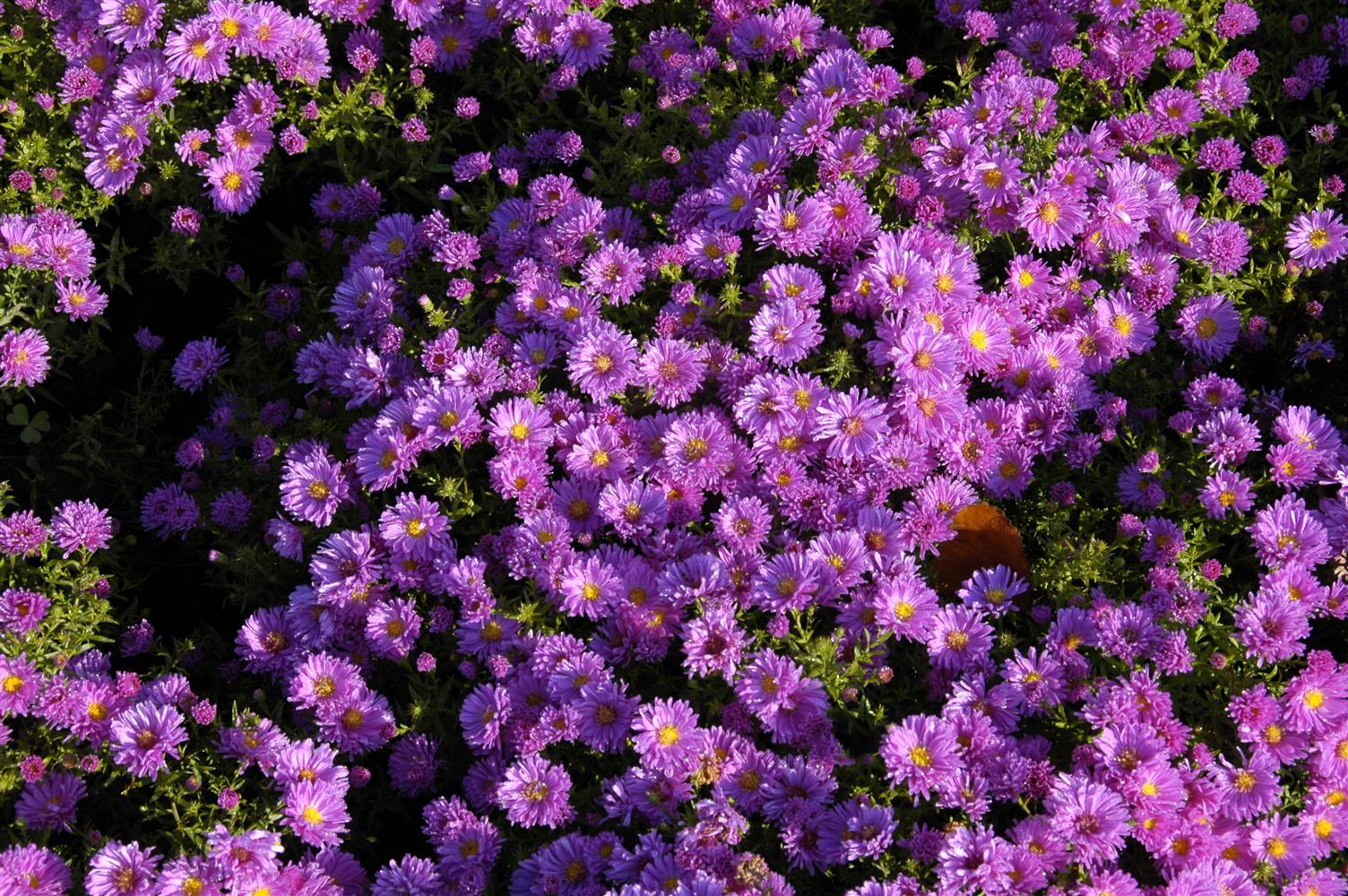 Aster dumosus 'Kassel' (Garten-Kissen-Aster)
