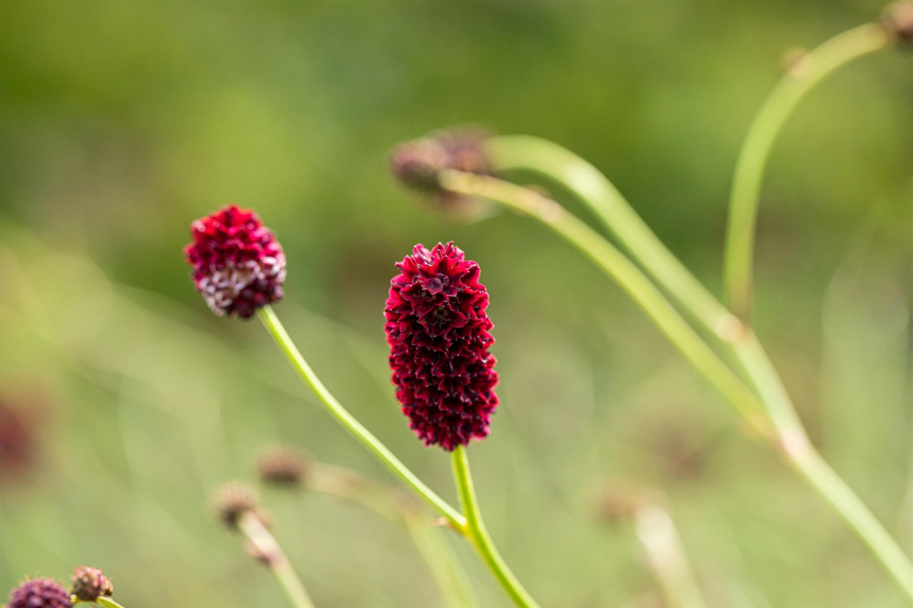Sanguisorba officinalis (Großer Wiesenknopf)