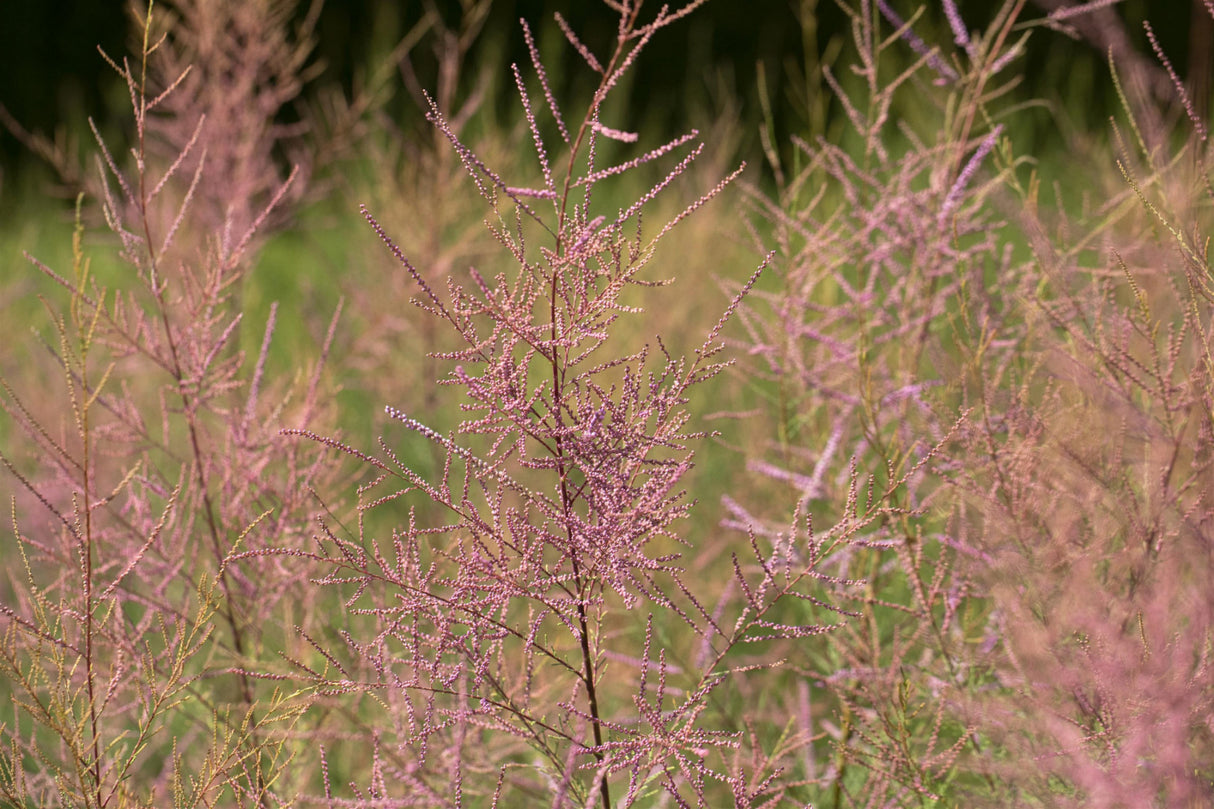 Kaspische Tamariske 'Pink Cascade'; hier mit Blüte; pflegeleicht; Einsatzmöglichkeit z.B. : Parks; erhältlich von 40-60 bis 60-100 cm;;hier kaufen