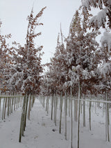 Zerr-Eiche; im Winter; robust; Einsatzmöglichkeit z.B. : Brennholz; erhältlich von 30-50 bis 450-650 cm;;hier kaufen
