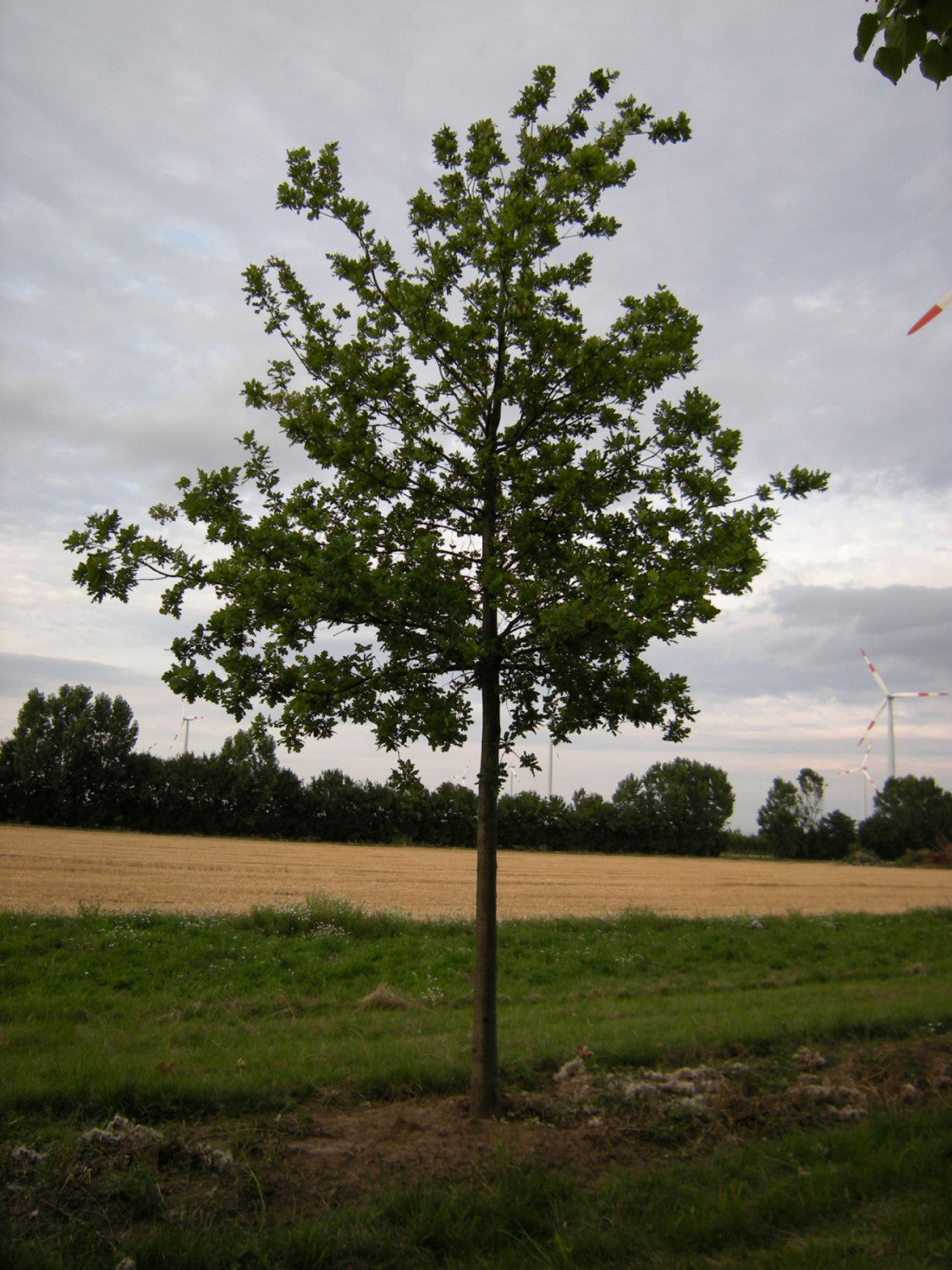 Quercus coccinea (Scharlach-Eiche)