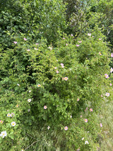 Hundsrose; hier mit Blüte; pflegeleicht; Einsatzmöglichkeit z.B. : Wildobst; erhältlich von 40-70 bis 100-150 cm;;hier kaufen
