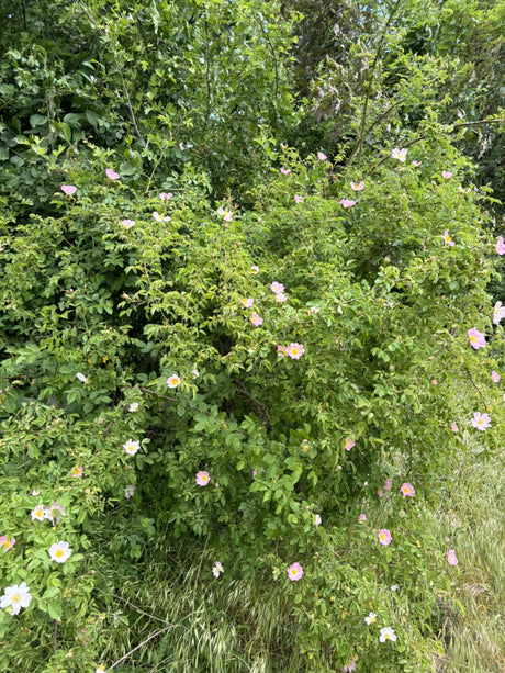 Hundsrose; hier mit Blüte; pflegeleicht; Einsatzmöglichkeit z.B. : Wildobst; erhältlich von 40-70 bis 100-150 cm;;hier kaufen