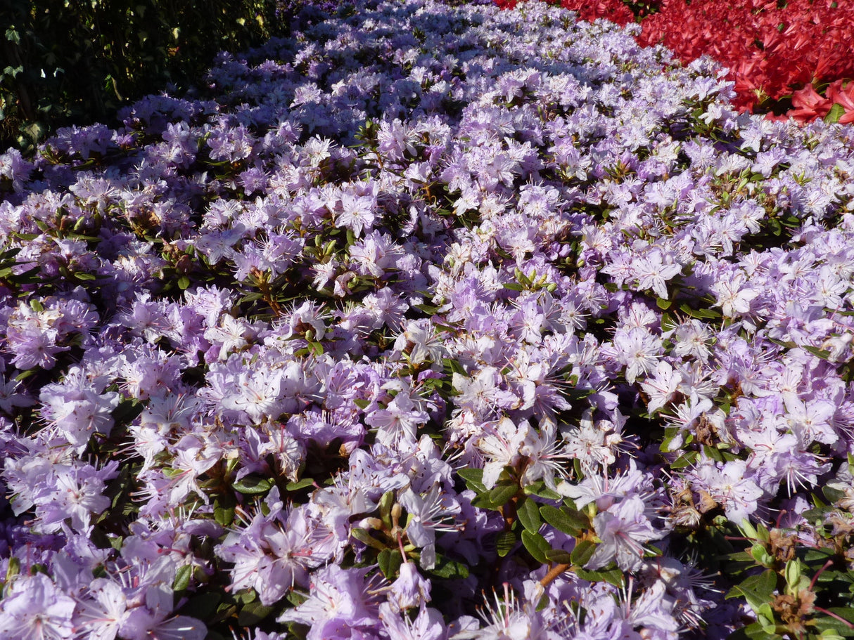 Rhododendron impeditum 'Azurika'; in Gruppe; kompakt; Einsatzmöglichkeit z.B. : Einzelstellung;;ab 23,60 Euro
