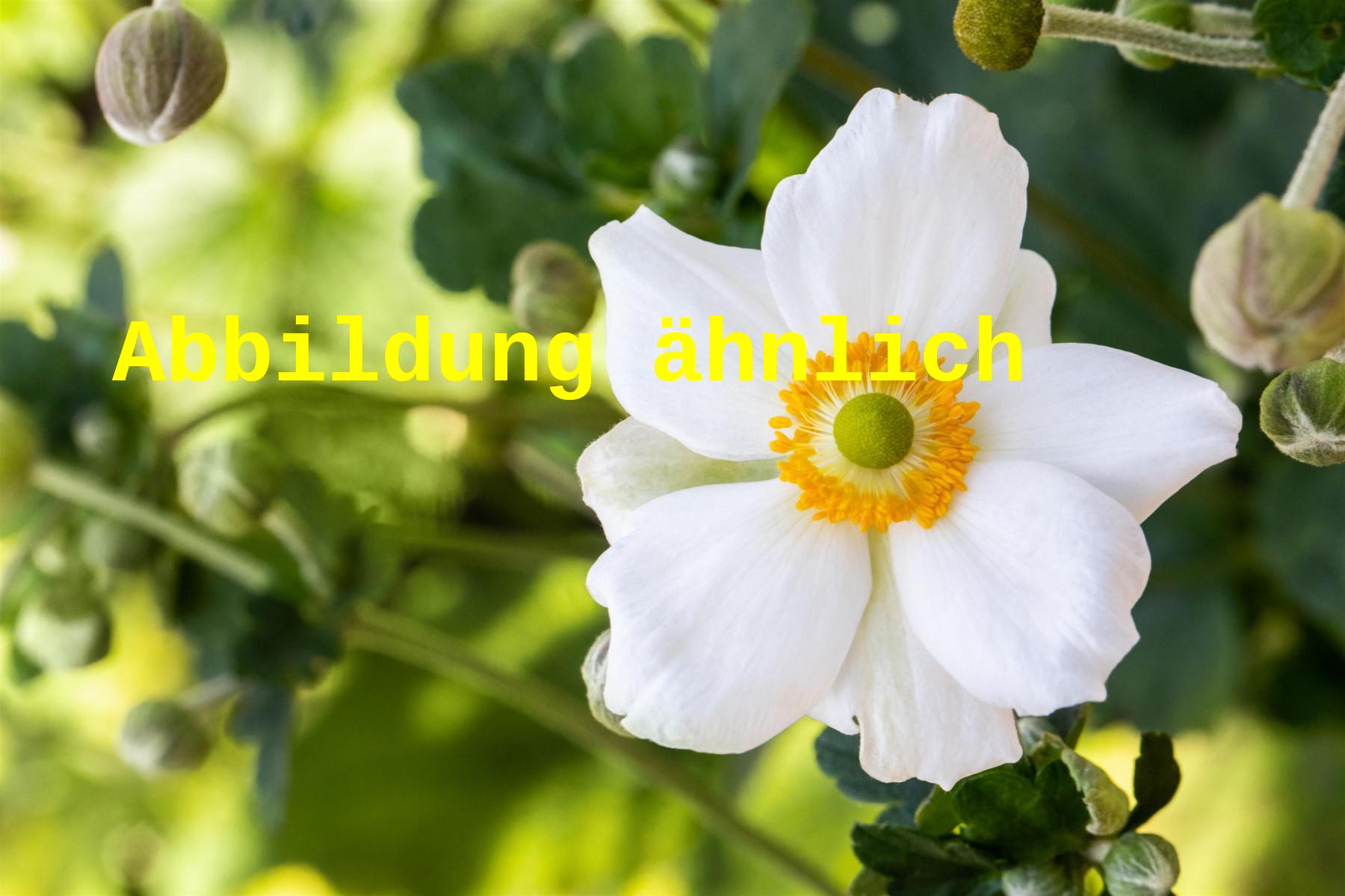 Anemone japonica 'Andrea Atkinson' (Garten-Herbst-Anemone)