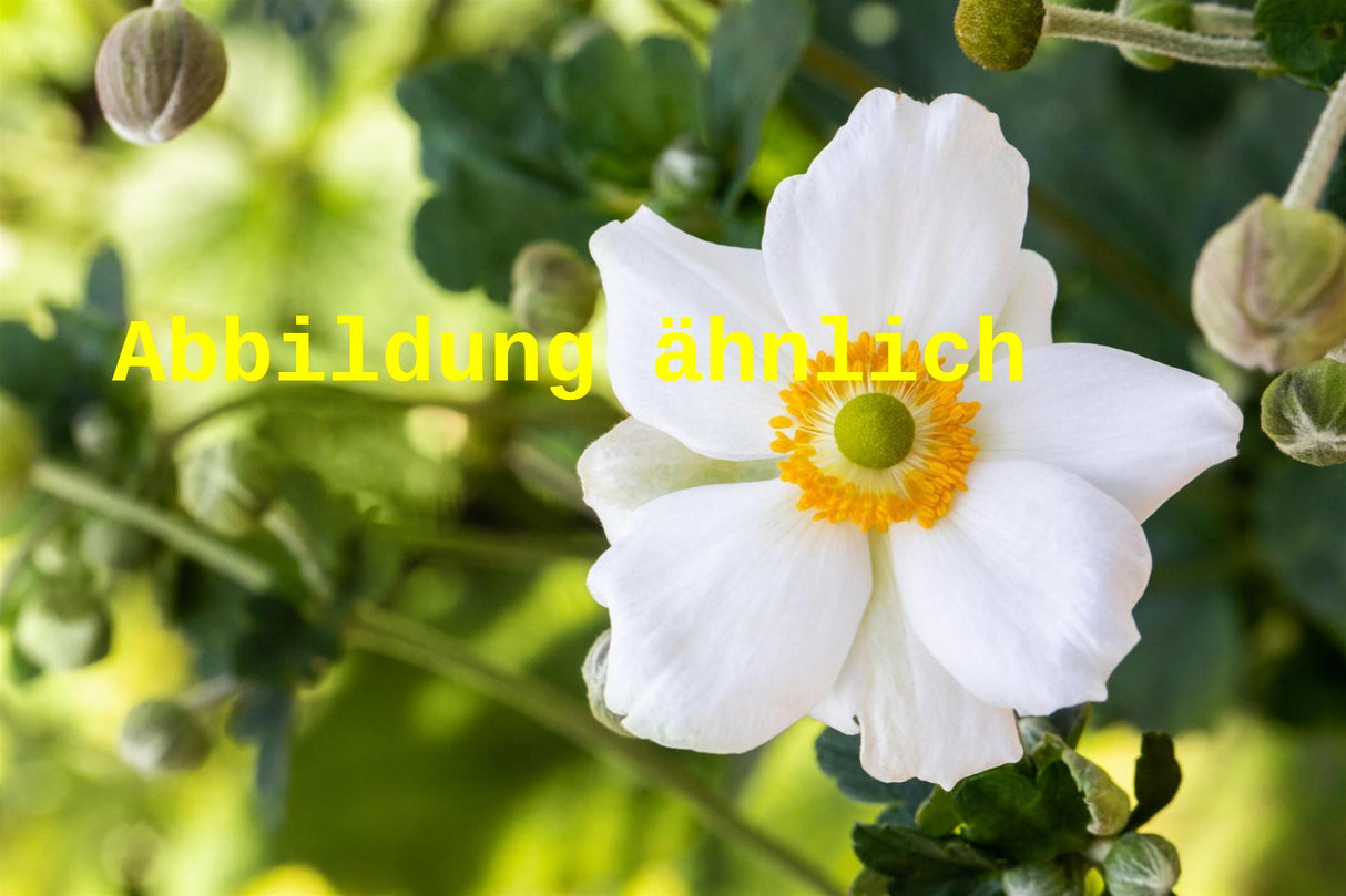 Genaues Foto für Anemone japonica 'Andrea Atkinson' folgt; dieses ähnliche Bild dient der Illustration von Garten-Herbst-Anemone