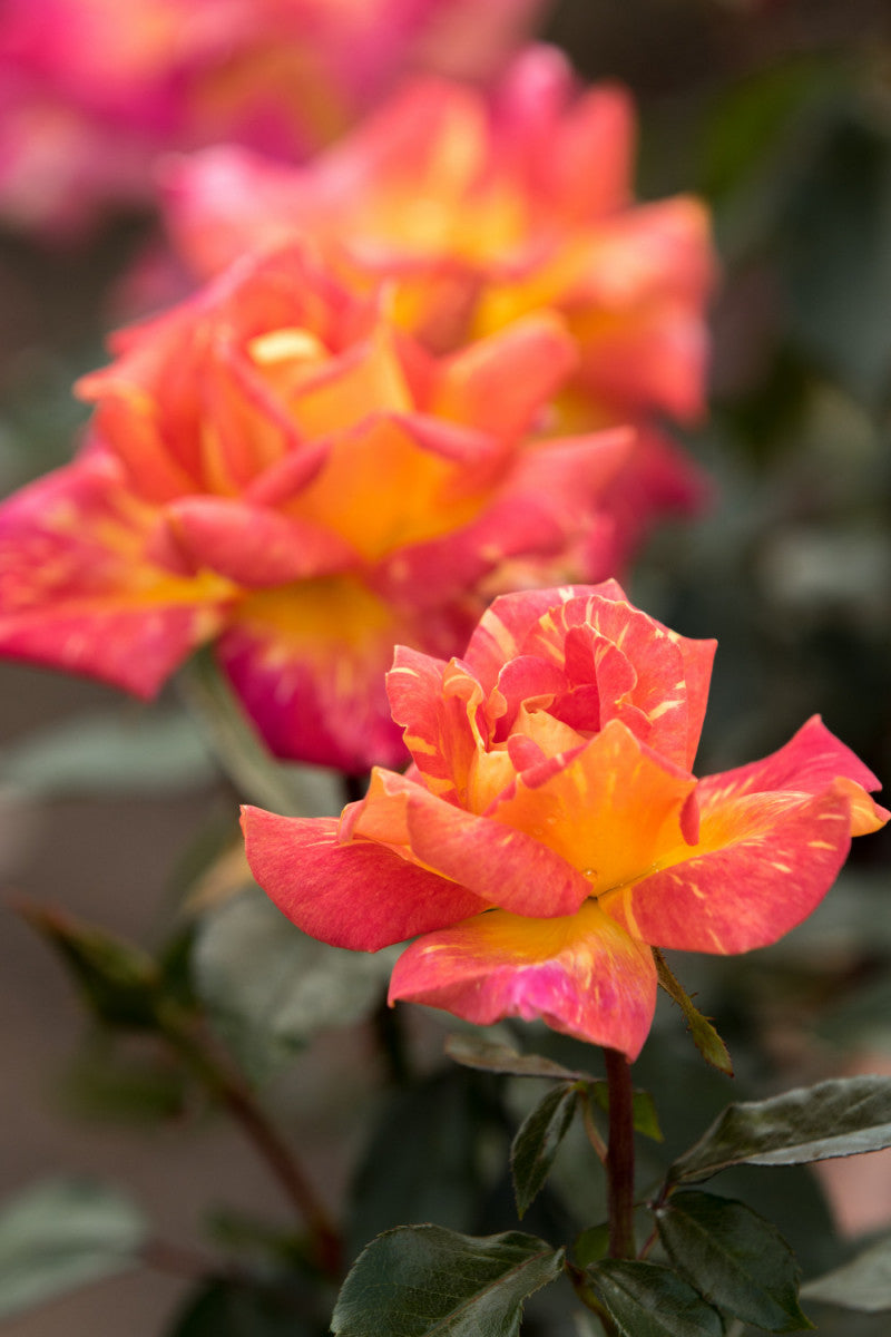 Rosa 'Caribia' TH (Edelrose 'Caribia' -R-)